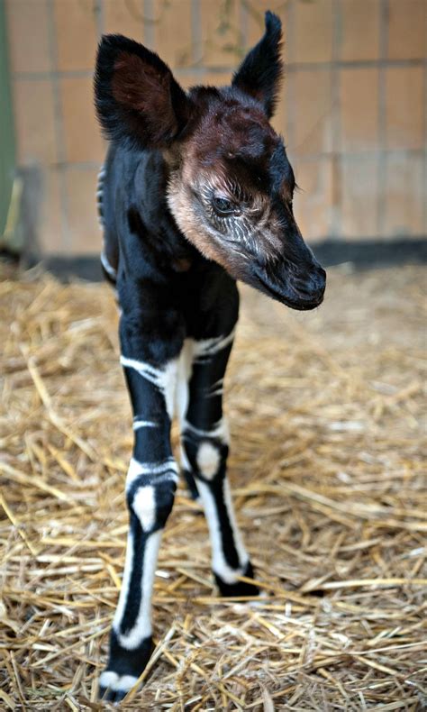 Okapi Calf born at Antwerp Zoo represents hope after tragedy in the ...