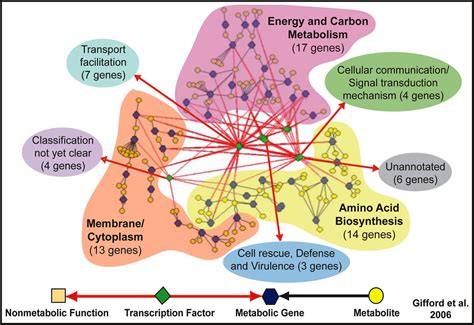 Image: Multinetwork Analysis of a Carbon- and Nitrogen-Responsive Metabolic Regulatory Network