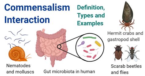 Commensalism Interaction- Definition, Types and Examples