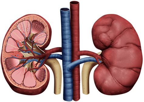 Draw Kidney