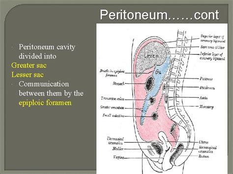 The peritoneum General features The peritoneum is a