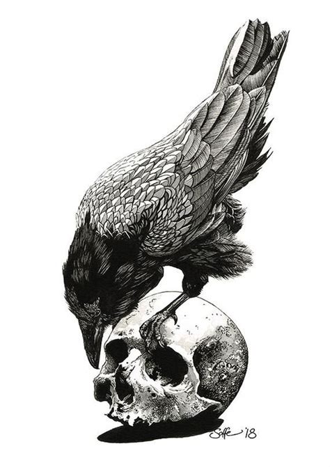 Raven Skull Drawing