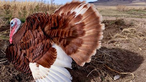 S.D. farmers raise ‘heritage’ turkeys to meet growing consumer demand