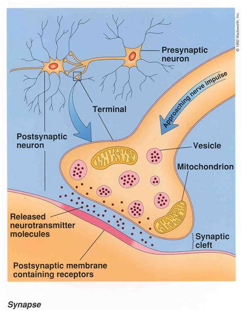 neurobiology - Biology 105 with Ccw at Mount Union College - StudyBlue