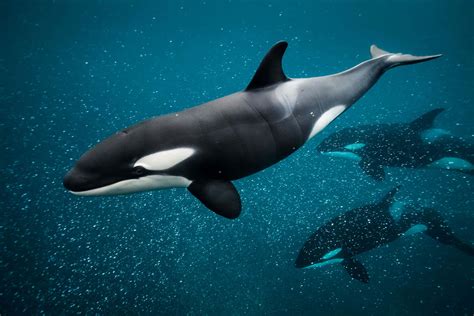 Download Graceful_ Orca_ Pod_ Underwater.jpg Wallpaper | Wallpapers.com