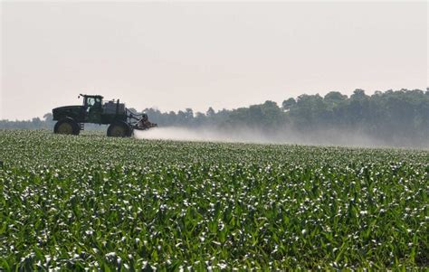 Research shows that dicamba can be used in sweet corn | AGDAILY