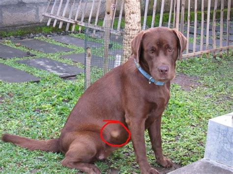 Lipomas in Dogs, Infiltrative, Causes, Removal and Pictures | Dogs, Cats, Pets