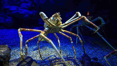 Fun Japanese Spider Crab Facts For Kids | Kidadl