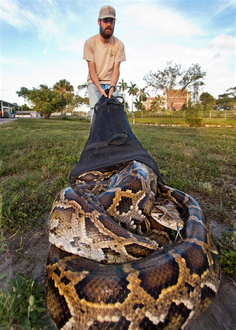 Python Caught In Florida 2024 - Dacie Bernete