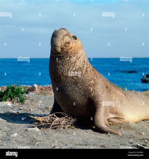 Northern Elephant Seal Stock Photo - Alamy