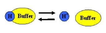 Buffers - Acid and Bases for Dummies!