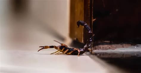 What To Do If You Find A Scorpion Crawling Around Your House