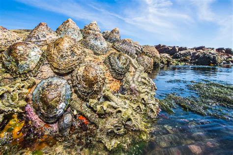 Rocky Shores — Marine Protected Areas South Africa