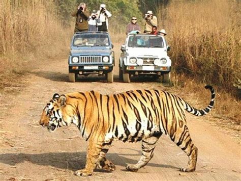 Jungle Safari in Rajaji National Park - India Thrills