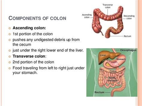 Human digestive system