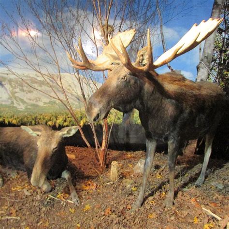 Gros Morne Wildlife Museum (Rocky Harbour) - All You Need to Know ...