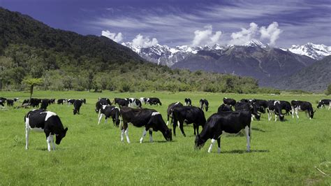 The ultimate cheese tour of New Zealand | Live Better