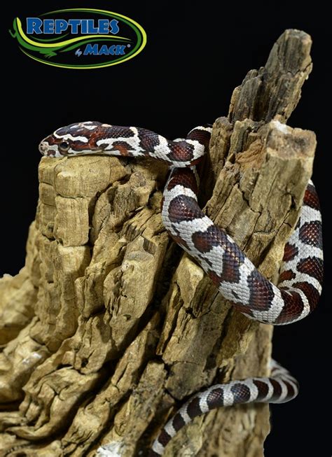 Corn Snake Care Sheet – Reptiles by Mack