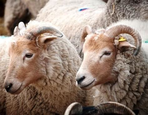 Sheep, Rare Sheep Breeds | Rare Breeds Centre | Sheep breeds, Sheep ...