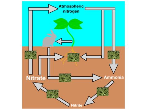 Ammonification Nitrogen Cycle