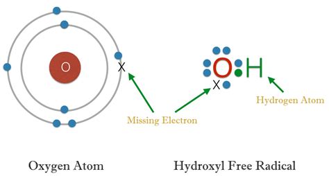 Do Dietary Antioxidants Really Reduce Free Radicals In Your Body ...