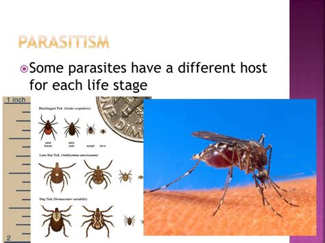 PPT - Chapter 8 community ecology PowerPoint Presentation, free download - ID:2047619