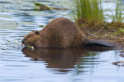 Wolves and Beavers in Yellowstone National Park