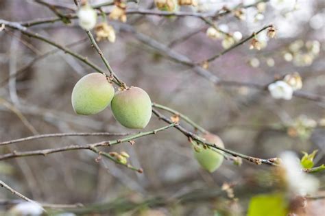 Premium Photo | White plum tree flowers on the tree