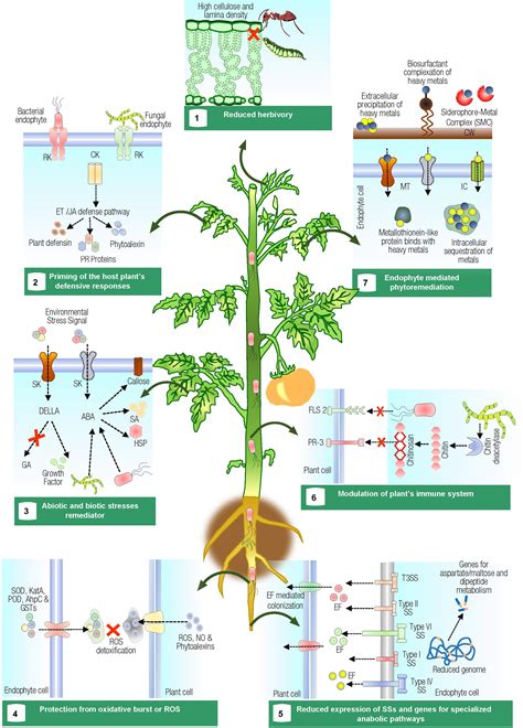 Frontiers | Multifaceted Interactions Between Endophytes and Plant: Developments and Prospects