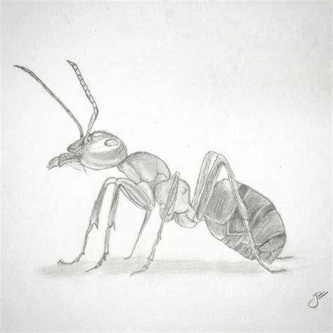 Ant : a tiny creature | Sketches, Art drawings sketches, Ant art