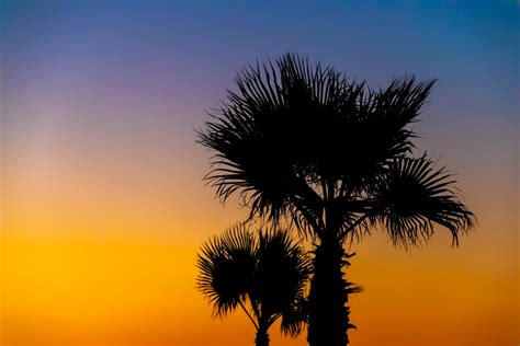 Palm Tree Silhouette At Sunset Free Stock Photo - Public Domain Pictures