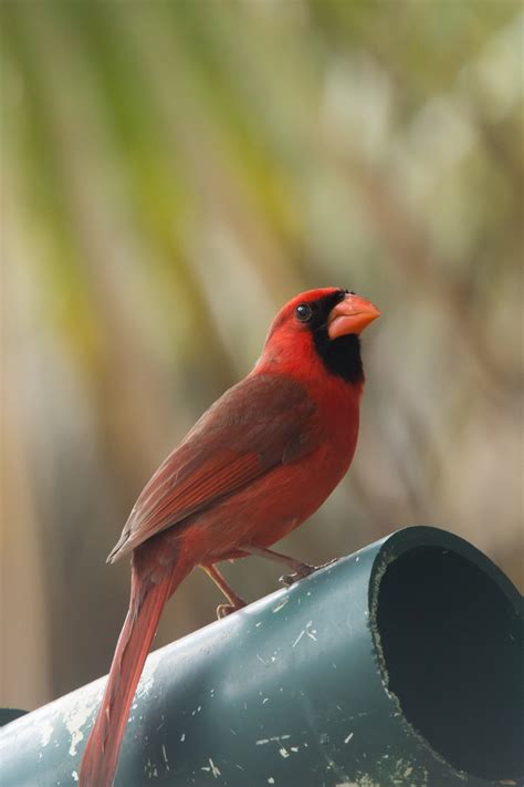 Northern Cardinal (male) Free Stock Photo - Public Domain Pictures
