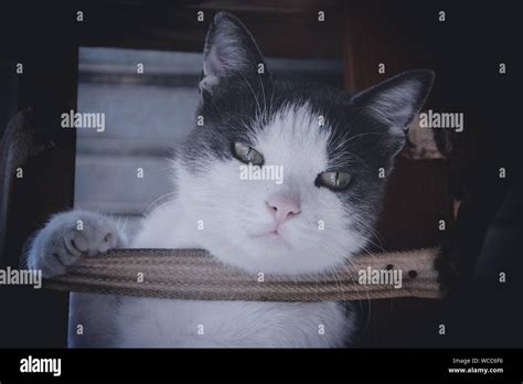 Cat under the table hi-res stock photography and images - Alamy