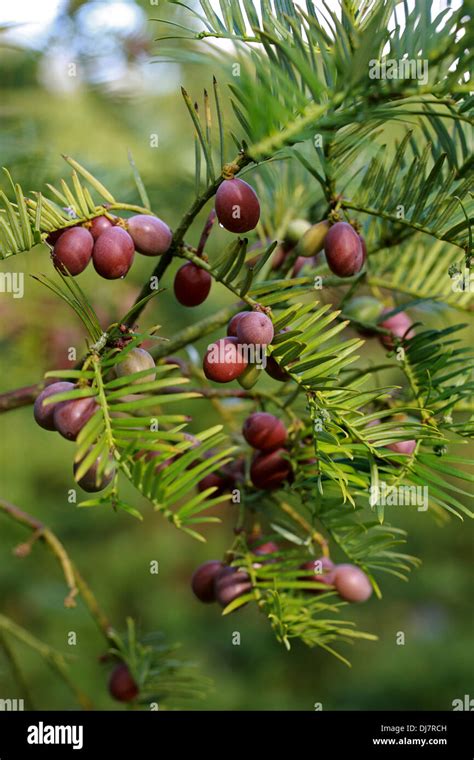 Cephalotaxus Stock Photos & Cephalotaxus Stock Images - Alamy