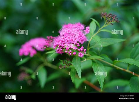 Pink flowers of spirea plant Stock Photo - Alamy