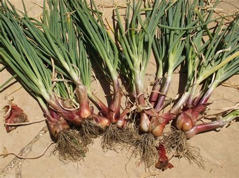 Shallots grow in a cluster. (With images) | Growing shallots, Shallots, Plants