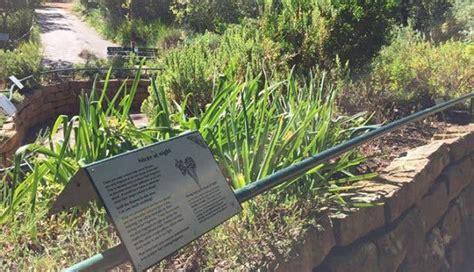 Explorer's Guide to Kirstenbosch Botanical Garden, a national treasure