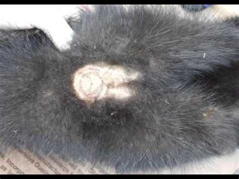 Skunk Gland Removal - YouTube