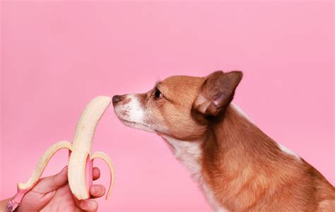 Can Dogs Eat Bananas? 6 Benefits 6 Benefits in 1 Video ⋆ Bella & Duke