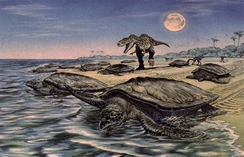 Archelon, the largest prehistoric marine turtle, being predated by Tyranosaurus Rex 80 million ...