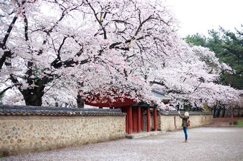 Gyeongju Cherry Blossom Festival | 경주 벚꽃축제 : TRIPPOSE