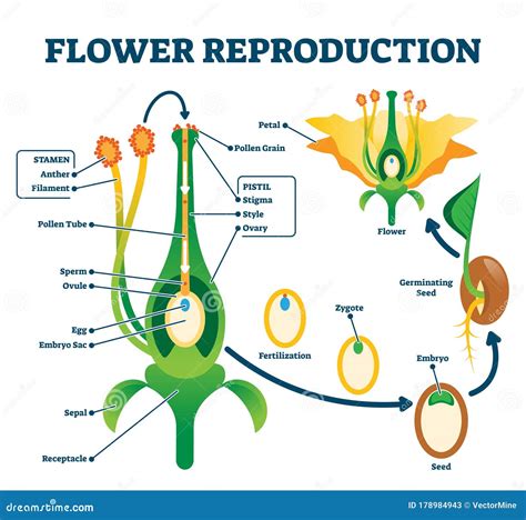 Flower Reproduction Vector Illustration. Labeled Process of New Plants Scheme Stock Vector ...