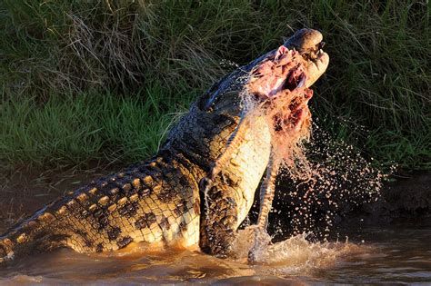 Crocodile attack - Mirror Online