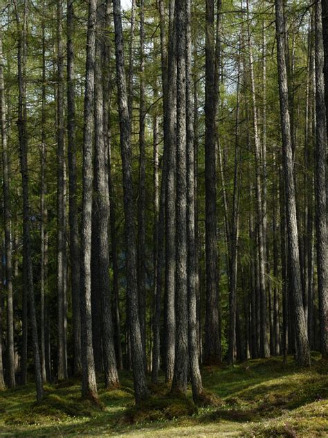 Free Images : trunk, birch, fir, conifer, spruce, deciduous, grove, western, woodland, habitat ...