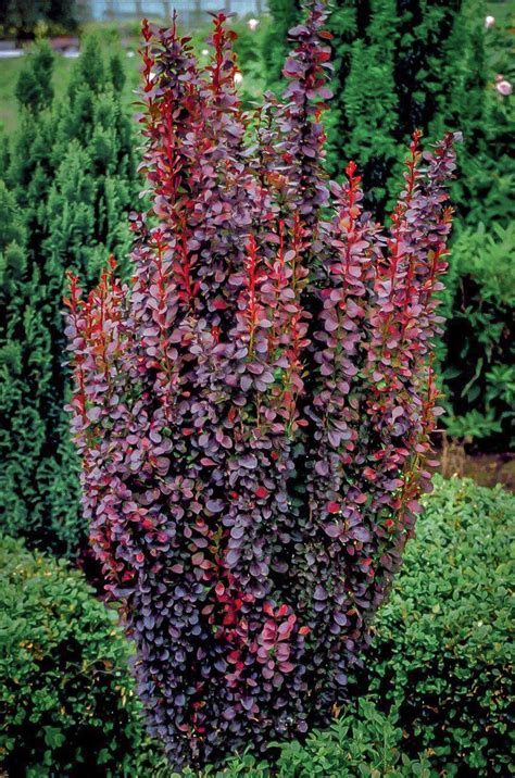 Helmond Pillar Barberry Shrubs For Sale | The Tree Center