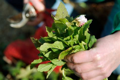 How to Make Comfrey Feed - gardenersworld.com