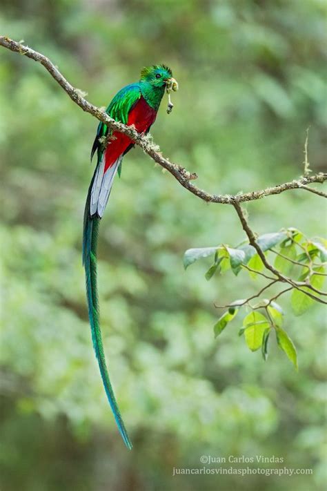 birds of a feather | Quetzal, Birds, Colorful birds