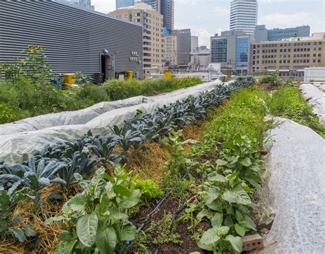 Urban Farming Can Actually Be Pretty Productive - Modern Farmer