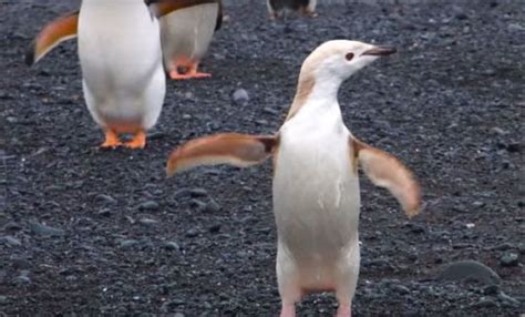 Cute Rare Albino Penguin Spotted Chilling On The Shores Of Antarctica ...