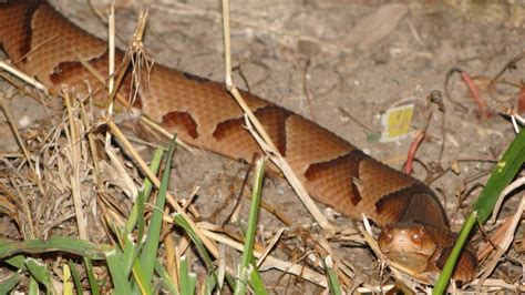 we saw that...: juvenile louisiana copperhead snake....2015©